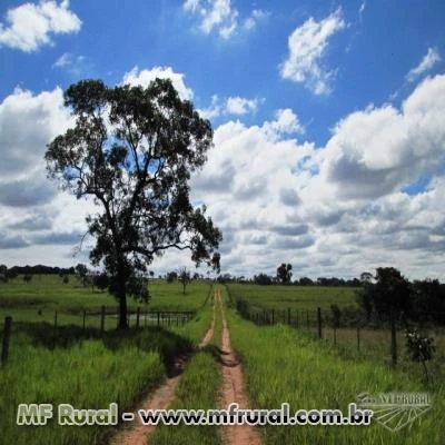 FAZENDA ESPETACULAR TRES LAGOAS MATO GROSSO DO SUL OPORTUNIDADE UNICA 742 HECTARES OPORTUNIDADE UNIC