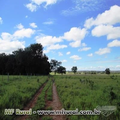 FAZENDA ESPETACULAR TRES LAGOAS MATO GROSSO DO SUL OPORTUNIDADE UNICA 742 HECTARES OPORTUNIDADE UNIC