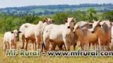 FAZENDA ESPETACULAR EM GOIAS AGRICULTURA E PECUARIA IRRIGADA OPORTUNIDADE UNICA