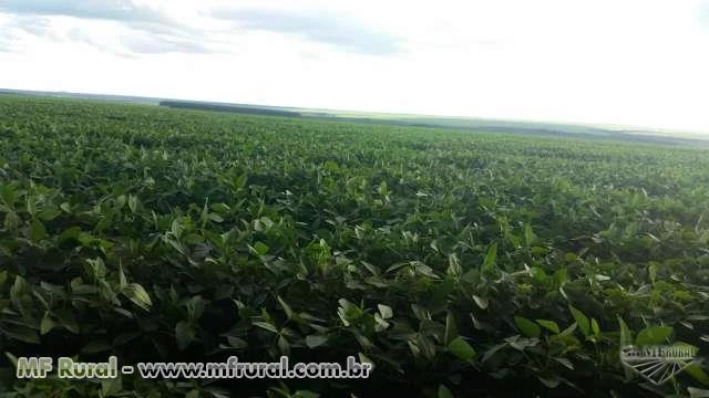 FAZENDA ESPETACULAR NO MATO GROSSO PRIMAVERA DO LESTE FAZENDA MODELO PARA PRODUÇAO DE SOJA OPORTUNID