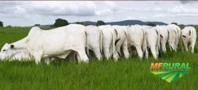 FAZENDA ESPETACULAR MONTADA MATO GROSSO OPORTUNIDADE UNICA