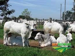 FAZENDA NO PARANA PECUARIA , OPORTUNIDADE UNICA DE INVESTIMENTO.