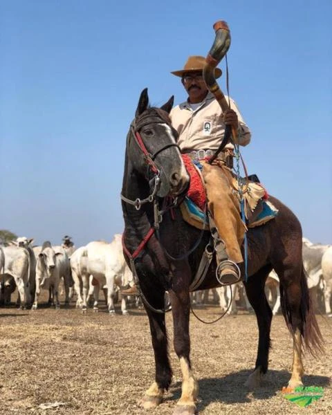 FAZENDA ESPETACULAR EM GOIAS , A MAIS BEM MONTADA DO BRASIL , OPORTUNIDADE UNICA DE INVESTIMENTO.