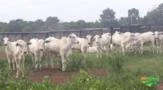 FAZENDA ESPETACULAR EM GOIAS , A MAIS BEM MONTADA DO BRASIL , OPORTUNIDADE UNICA DE INVESTIMENTO.