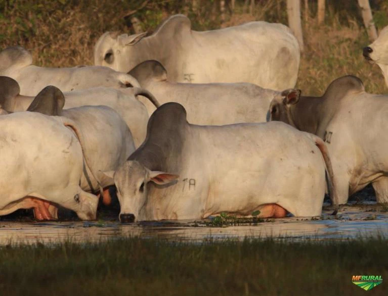 FAZENDA ESPETACULAR EM GOIAS , A MAIS BEM MONTADA DO BRASIL , OPORTUNIDADE UNICA DE INVESTIMENTO.