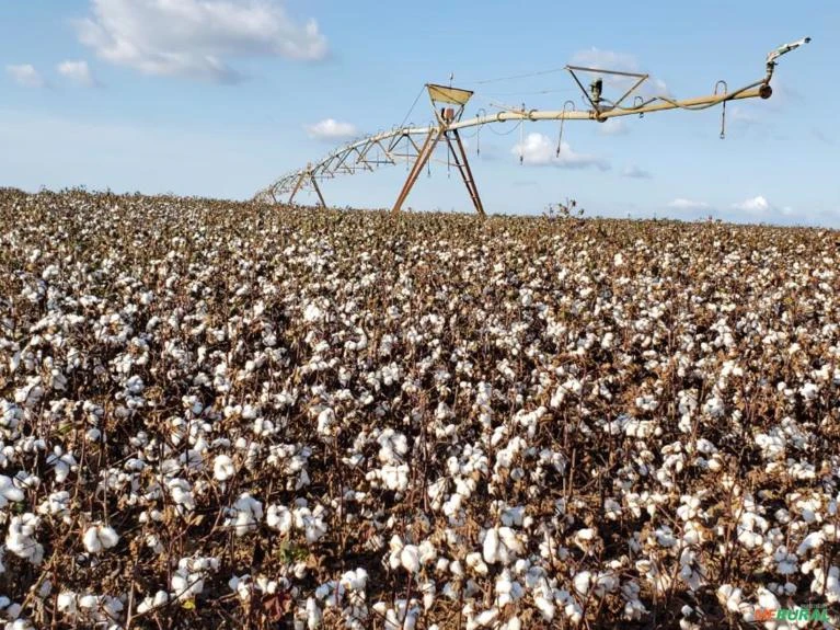 FAZENDA EM SP  ESPETACULAR VALE DO PARANAPANEMA. PRODUZ TRIGO SOJA MILHO ARROZ SORGO E OUTROS