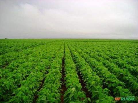 FAZENDA PARA SOJA , DIVINOPOLIS TOCANTINS , PLANA CHOVE 1900 MM BARATA E BOA ,