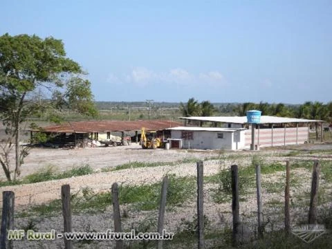 Fazenda espetacular em Canavieiras - BA com 717 hectares, produzindo coco da Bahia.