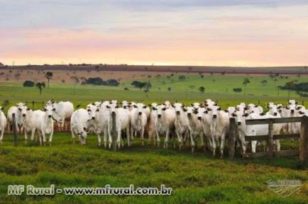 CAPITAL DE GIRO E CRÉDITO RURAL COM SEGURANÇA E SEM BUROCRACIA