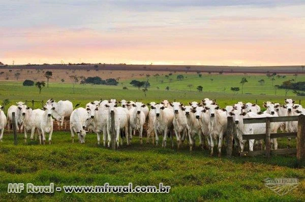 CAPITAL DE GIRO E CRÉDITO RURAL COM SEGURANÇA E SEM BUROCRACIA