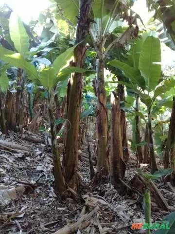 Bananal 4 hectares SC