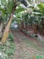 Bananal 4 hectares SC