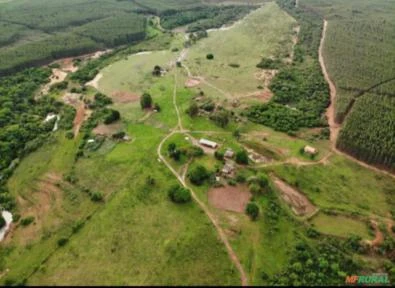 fazenda de eucalipto