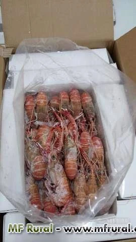 Camarão lagostim pitu rosa vermelho envio Brasil todo!!