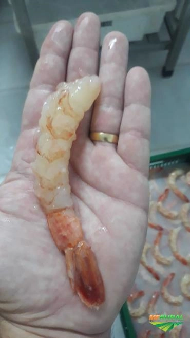 Seja Revendedor Distribuidor de Camarão e frutos do mar Imagem Seja Revendedor Distribuidor de Camarão e frutos do mar