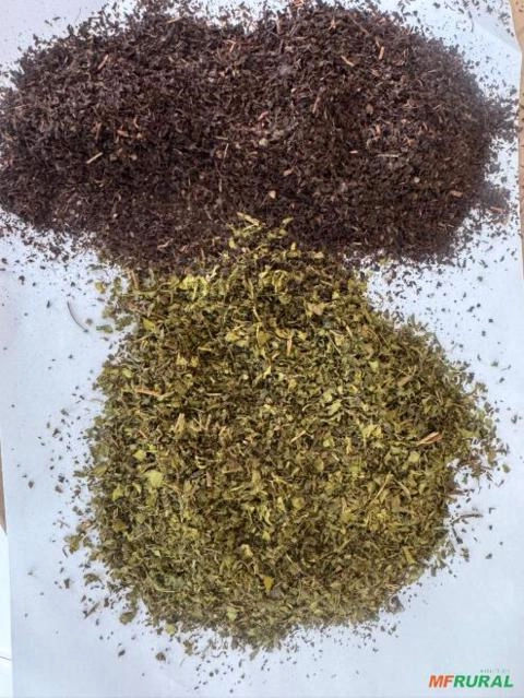 CHÁ PRETO E VERDE Imagem CHÁ PRETO E VERDE