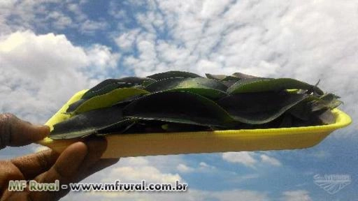 Ora pro nobis Imagem Ora pro nobis