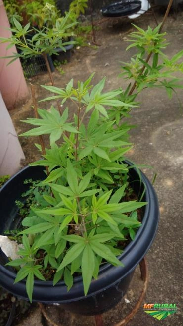 Imagem Vitex-Agnus Castus Imagem Vitex-Agnus Castus