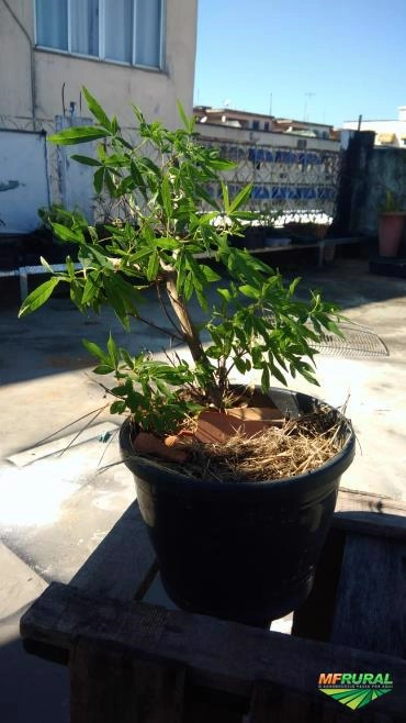 Imagem Vitex-Agnus Castus Imagem Vitex-Agnus Castus