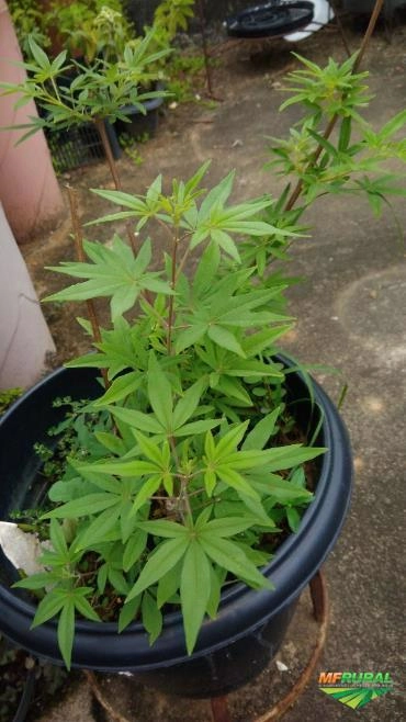 Imagem Vitex-Agnus Castus Imagem Vitex-Agnus Castus