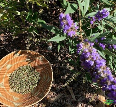 Vitex-Agnus Castus Imagem Vitex-Agnus Castus