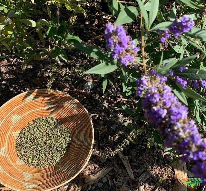 Vitex-Agnus Castus Imagem Vitex-Agnus Castus