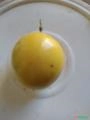 Maracujá orgânico IAC 275 Imagem Maracujá orgânico IAC 275