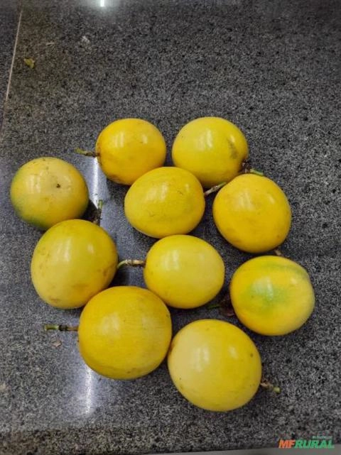 Maracujá orgânico IAC 275 Imagem Maracujá orgânico IAC 275