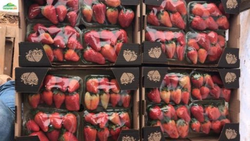 Morangos Imagem Morangos