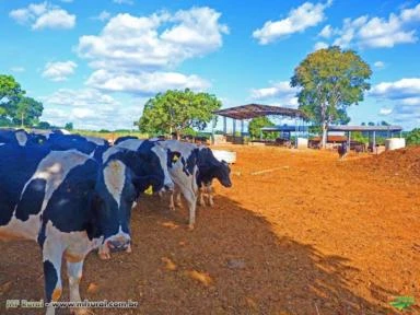 FAZENDA A VENDA - PECUÁRIA LEITE - 40 hectares - PARACATU (MG)