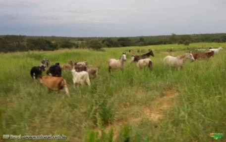 FAZENDA A VENDA - 1.272 hectares - AUGUSTO DE LIMA (MG)