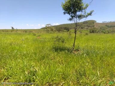 FAZENDA À VENDA - 290,40 HECTARES - SÃO ROQUE DE MINAS (MG)