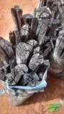 Carvão de eucalipto embalando