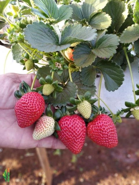 MUDAS DE MORANGO IMPORTADAS DA ESPANHA Imagem MUDAS DE MORANGO IMPORTADAS DA ESPANHA