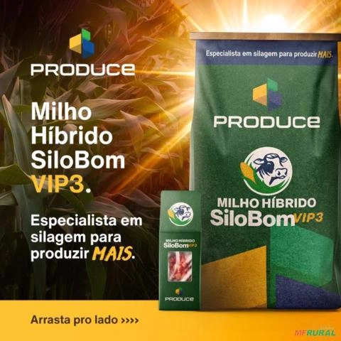 Semente de Milho Imagem Semente de Milho