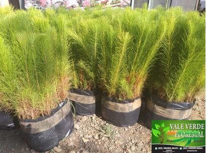 Mudas de Pinos Caribaea. Var. Hondurensis Imagem Mudas de Pinos Caribaea. Var. Hondurensis