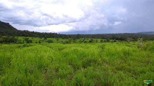 Fazenda Goiás Tocantins cria e recria para gado excelente pasto