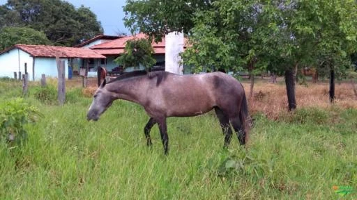Fazenda Goiás Tocantins cria e recria para gado excelente pasto