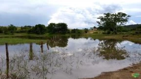 Fazenda Goiás Tocantins cria e recria para gado excelente pasto