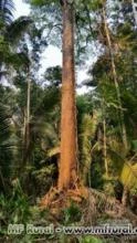 FAZENDA DE 10 MIL HECTARES NO SUL DO AMAZONAS