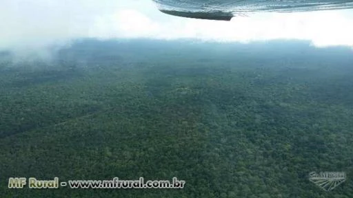FAZENDA DE 10 MIL HECTARES NO SUL DO AMAZONAS