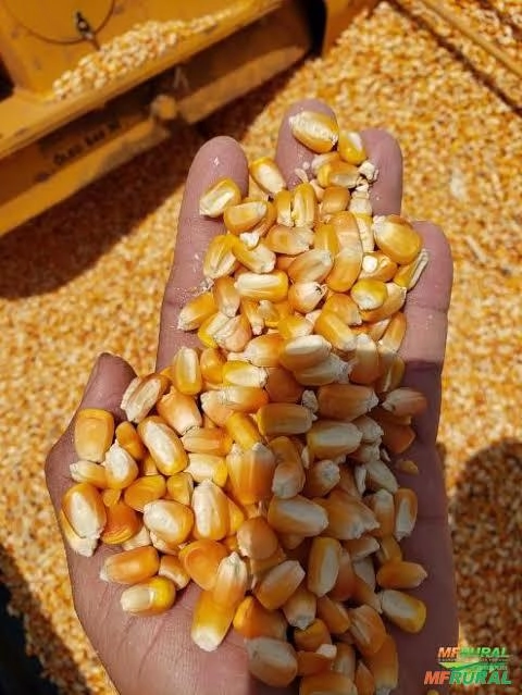 Compro milho Imagem Compro milho