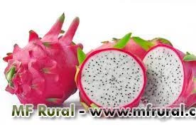 Sementes frutas raras