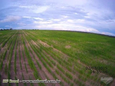 Fazenda com 5048 hectares, 14 km de balsas-MA, com casas, rio e benfeitorias.