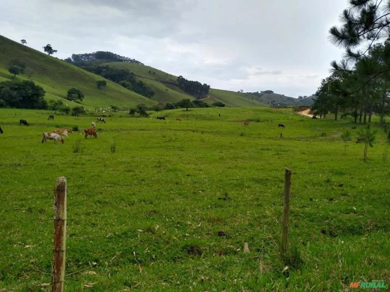 Fazenda Belíssima de 260 Ha. na região de Guaratinguetá (SP)