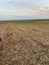 Fazenda De Cana Região De Ribeirão Preto-SP