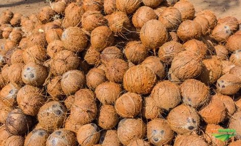 COMPRAMOS COCO SECO DESCASCADO Imagem COMPRAMOS COCO SECO DESCASCADO