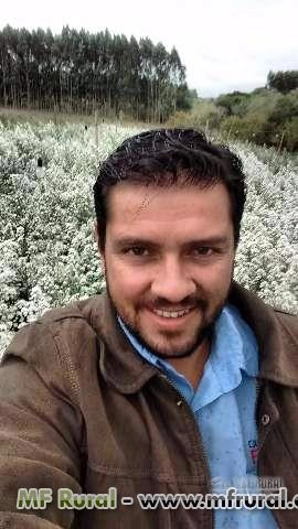 Imagem Flores áster branco para decoração Imagem Flores áster branco para decoração