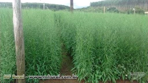 Imagem Flores áster branco para decoração Imagem Flores áster branco para decoração