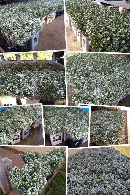 Flores áster branco para decoração Imagem Flores áster branco para decoração